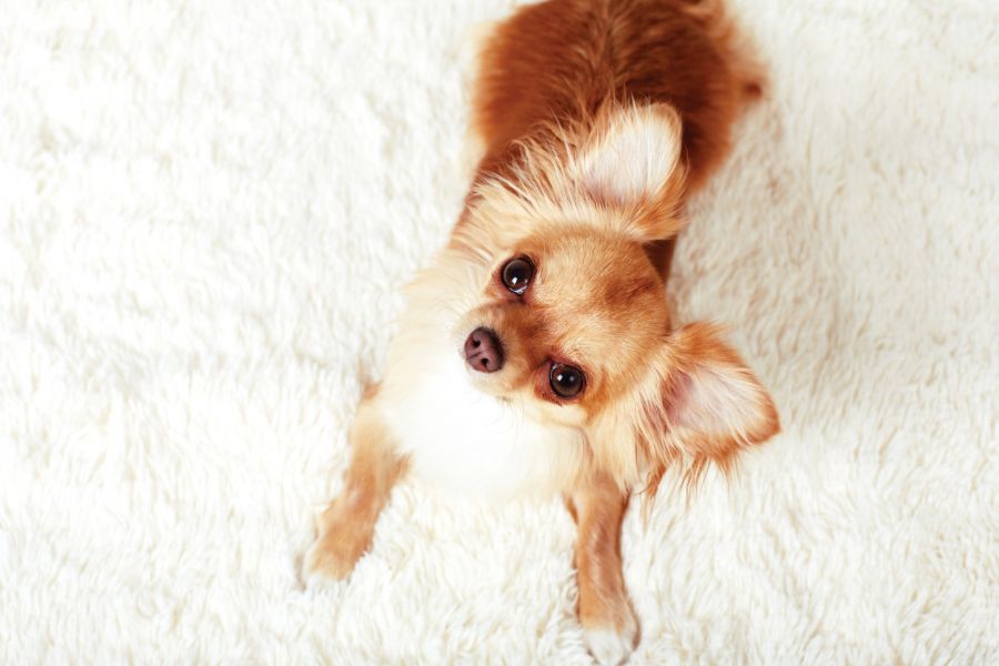 Odor Removal by Life Maid Easy LLC
